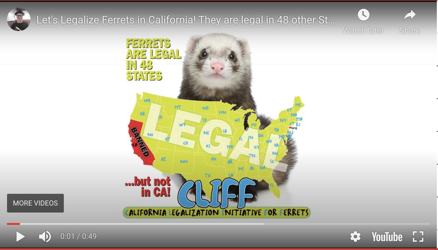 Let's Legalize Ferrets in California! They are legal in 48 other States!